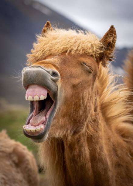istock Icelandic Horse laughing 1402757534