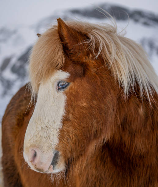 istock Icelandic Horse on a snowy day 1402757535