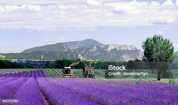 Photo libre de droit de Champs De Lavande En Provence France banque d'images et plus d'images libres de droit de Tracteur - Tracteur, Culture agricole, Lavande - Plante