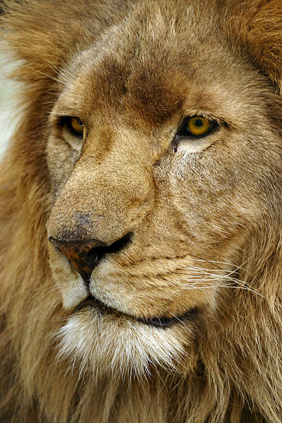 istock Portrait of lion 140275812