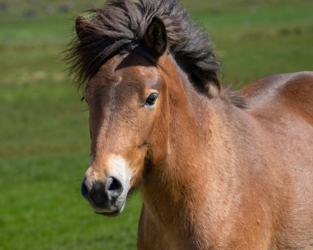 istock Icelandic Horse running 1402758207