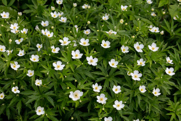 istock White Wood Anemone flower ( Anemone quinquefolia) 1402759055
