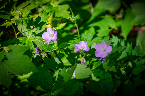 The Wood geranium  known as  wild geraniumor  spotted geranium is a perennial plant native to woodland in eastern North America
