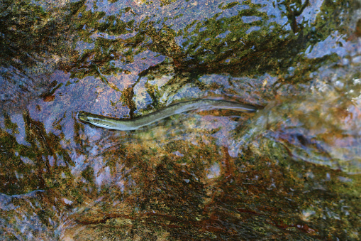 A Japanese lamprey eel - yatsume unagi or eight-eyed eel, grabs onto bedrock with its mouth