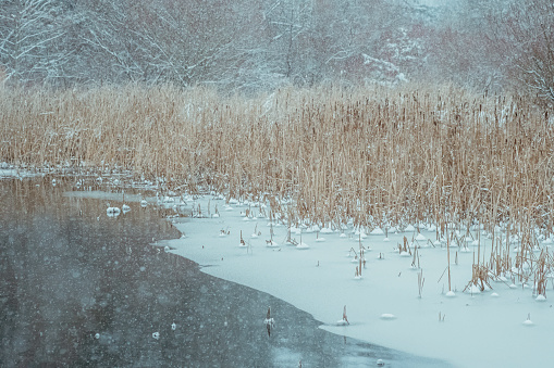 Frosted Willows on Cold Morning Along Scenic River - Nature scenic.