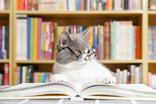 a cute british shorthair cat wears glasses and with a book under the legs and looks like she is in a deep thinking