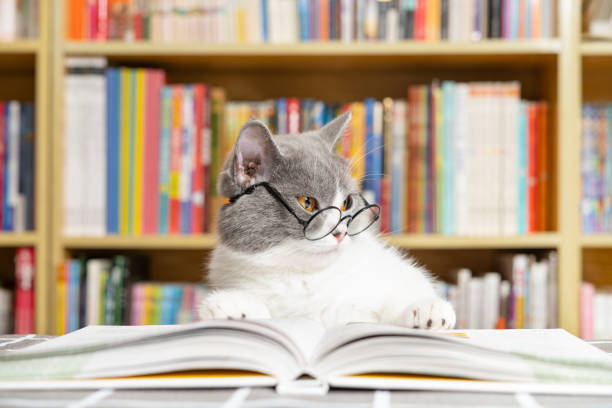 a cute british shorthair cat wears glasses and with a book under the legs and looks like she is in a deep thinking stock photo