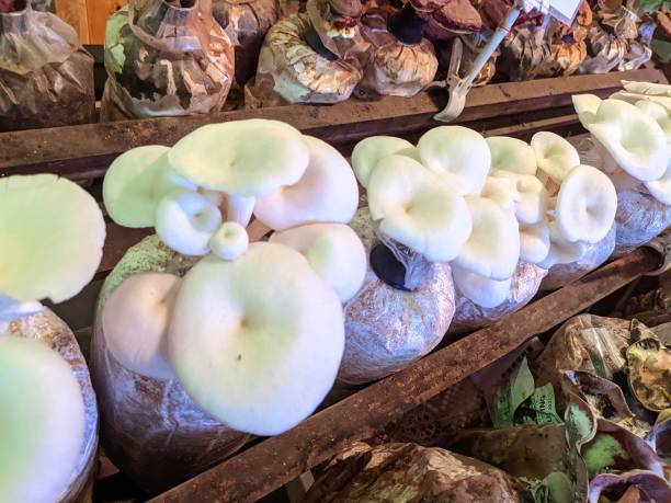 istock Edible white oyster mushrooms growing 1402762548