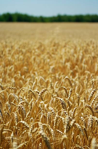 istock Field of ripe wheat 140276304