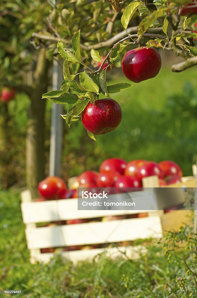 Pommes dans un verger - Photo de Agriculture libre de droits