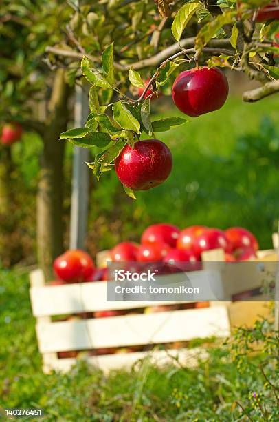 Photo libre de droit de Pommes Dans Un Verger banque d'images et plus d'images libres de droit de Agriculture - Agriculture, Aliment, Arbre