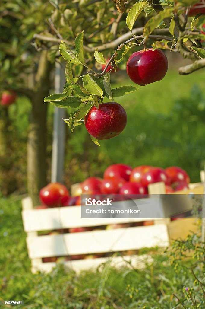 Pomar de maçãs em - Foto de stock de Agricultura royalty-free