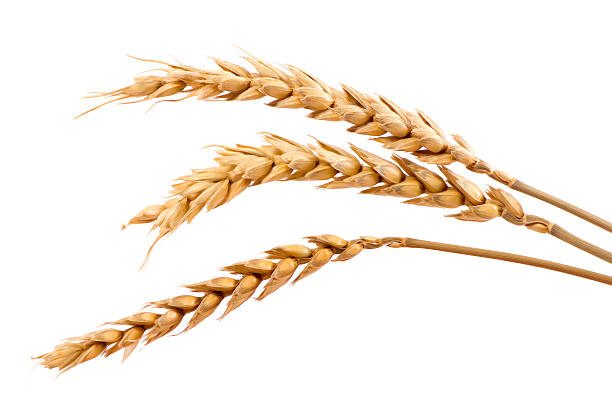 Three stands of wheat stock photo
