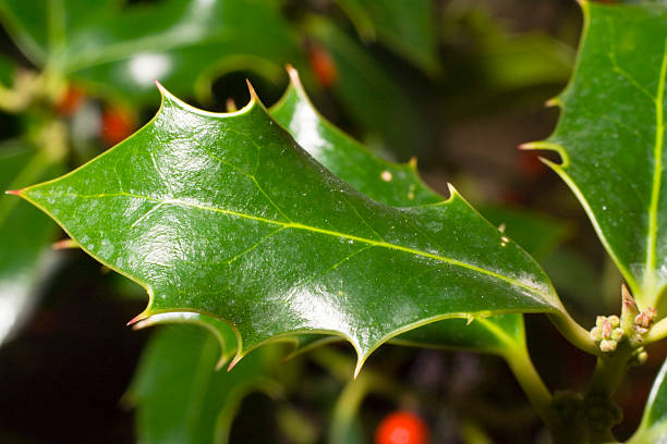 Holly leaf stock photo