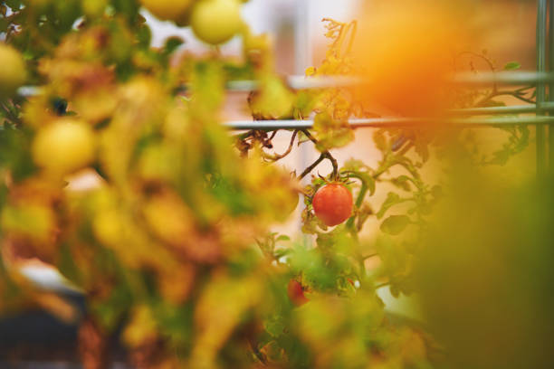 Organic tomatoes growing on metal cages in a backyard setting