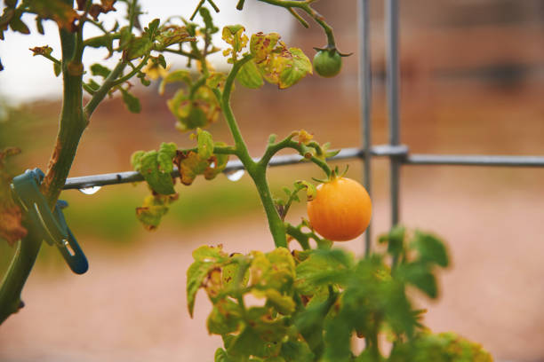 Organic tomatoes growing on metal cages in a backyard setting Organic tomatoes growing on metal cages in a backyard setting tomato cages stock pictures, royalty-free photos & images