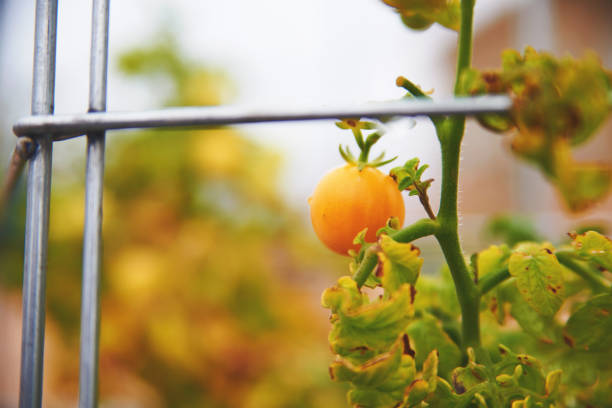 Organic tomatoes growing on metal cages in a backyard setting