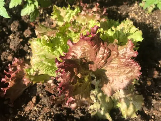 Lollorosso lettuce under the sunlight with beautiful colours. Close up from the backyard.