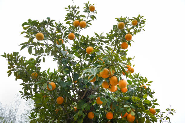 istock Orange  tree with fruits on white background. 1402767934