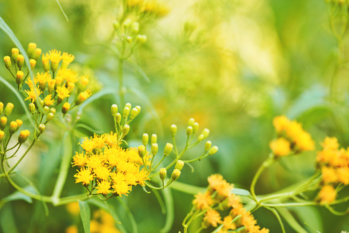 Dreamy yellow background with yellow wildflowers in warm sunlight