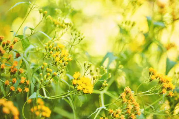Dreamy yellow background with yellow wildflowers in warm sunlight