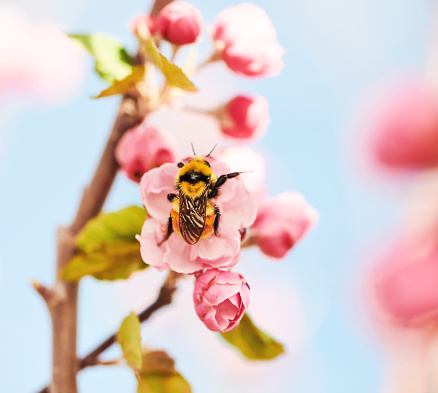 Beautiful pink cherry blossoms in full bloom on a sunny summer day with a bee on one flower
