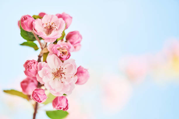 Beautiful pink cherry blossoms in full bloom on a sunny summer day