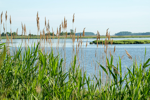 Reed grass at Bombay Hook National Wildlife Refuge, Smyrma, Delaware, USA