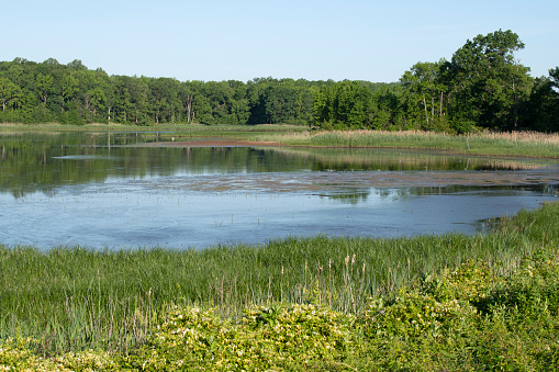 Summer scenery at Bombay Hook National Wildlife Refuge, Smyrma, Delaware, USA
