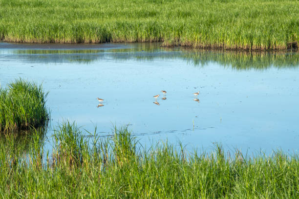 Birds at Bombay Hook National Wildlife Refuge, Smyrma, Delaware, USA