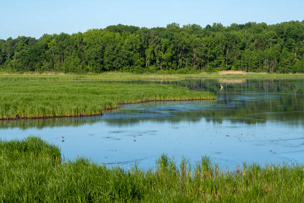 istock Summer scenery at Bombay Hook National Wildlife Refuge 1402768074