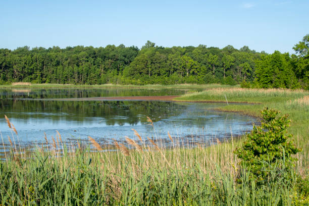 istock Summer scenery at Bombay Hook National Wildlife Refuge 1402768075