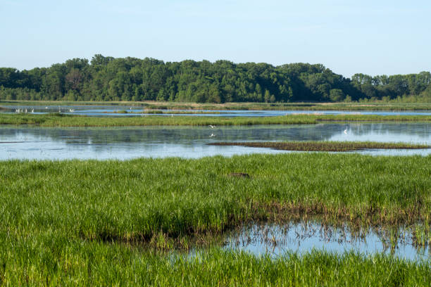 istock Summer scenery at Bombay Hook National Wildlife Refuge 1402768092