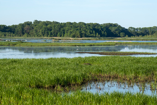 Summer scenery at Bombay Hook National Wildlife Refuge, Smyrma, Delaware, USA