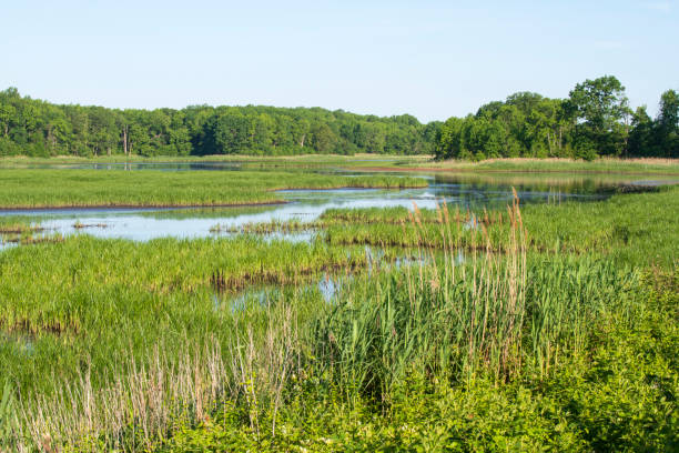 istock Summer scenery at Bombay Hook National Wildlife Refuge 1402768093
