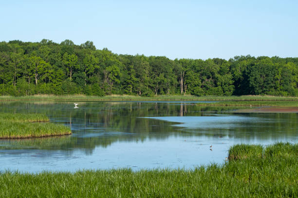 istock Summer scenery at Bombay Hook National Wildlife Refuge 1402768094