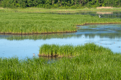 Lesser whistling duck are grazing on green grassland or marshland near pond.