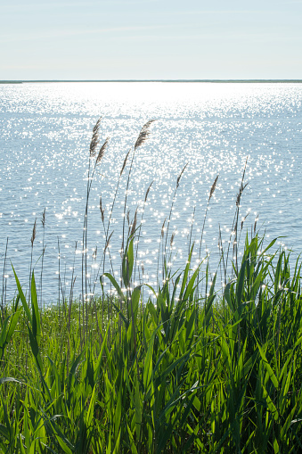 Reed grass at Bombay Hook National Wildlife Refuge, Smyrma, Delaware, USA