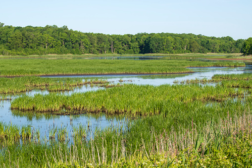 Summer scenery at Bombay Hook National Wildlife Refuge, Smyrma, Delaware, USA