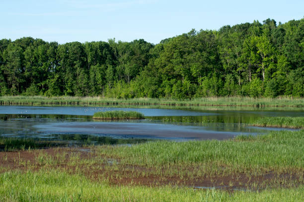 istock Summer scenery at Bombay Hook National Wildlife Refuge 1402768106