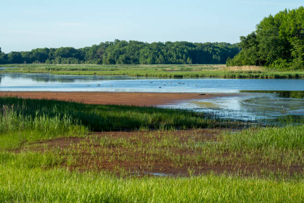istock Summer scenery at Bombay Hook National Wildlife Refuge 1402768131