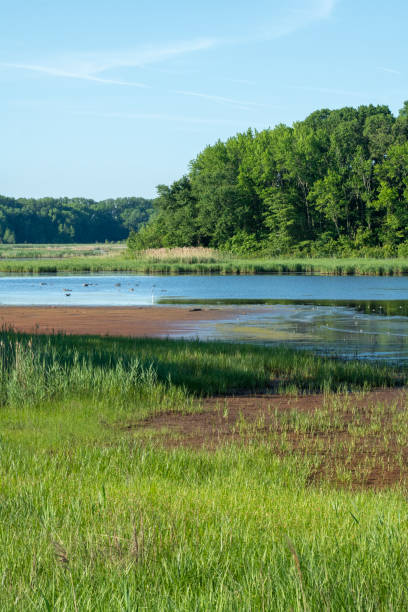 istock Summer scenery at Bombay Hook National Wildlife Refuge 1402768132