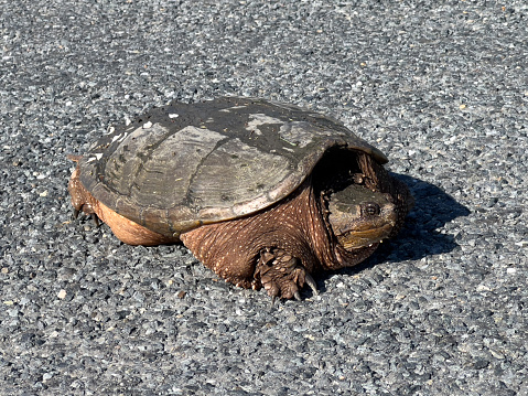 Snapping turtle on road at Bombay Hook National Wildlife Refuge, Smyrma, Delaware, USA