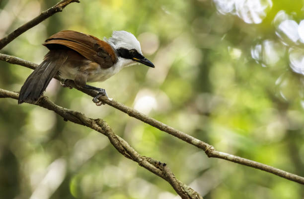 istock Beautiful White-crested laughingthrush perching on tree branch , Thailand 1402768212