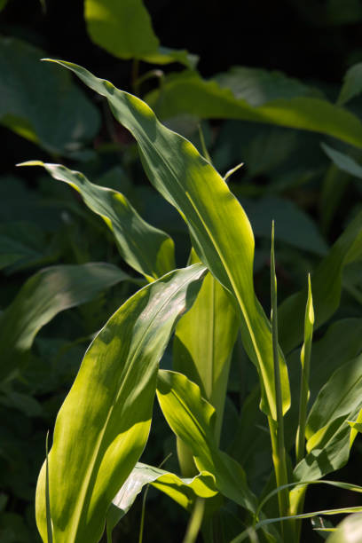 istock Green Japanese ginger plant leaves 1402768843