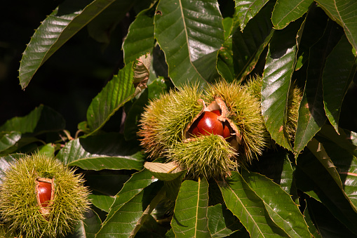 When chestnuts ripen the husks spring open revealing the fruit inside