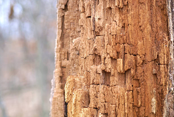 Pourrir Tree - Photo