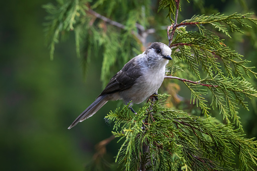 Gray Jay, also know as a Whiskey Jack, perched on a tree branch.