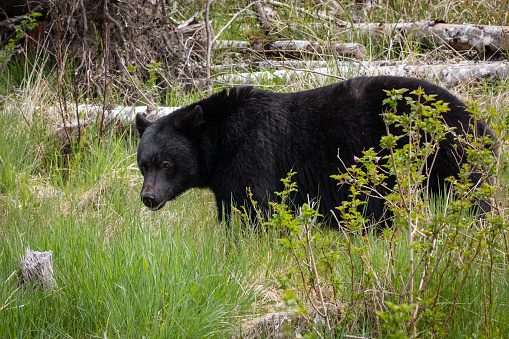 Black bear spotted on northern Vancouver Island.