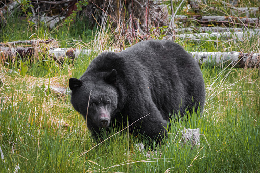 Black bear spotted on northern Vancouver Island.